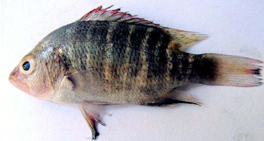 Lutjanus argentimaculatus_juvenil_01.jpg